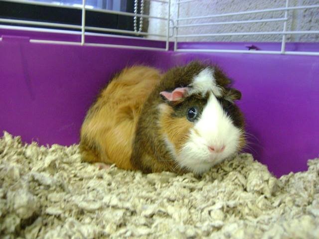 Laramie Animal Shelter