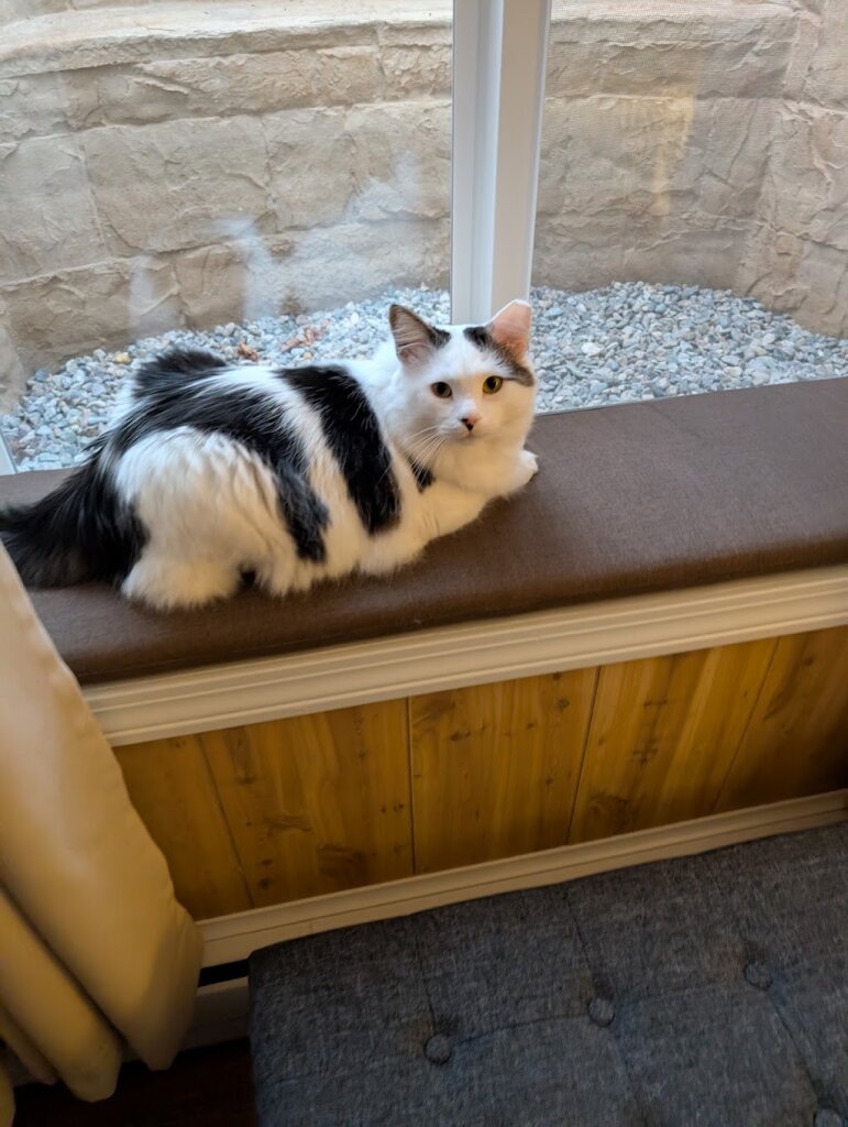 Scruffy Paws Animal Rescue