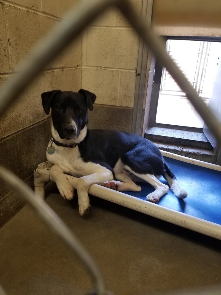 First State Animal Center and SPCA
