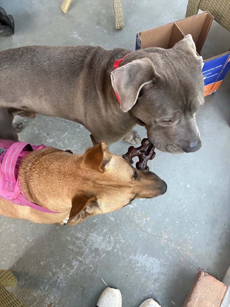 Brandywine Valley SPCA, Delaware - Copeland Center for Animal Welfare