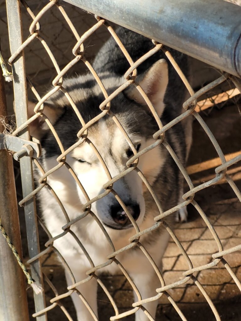 SOS Animal Shelter