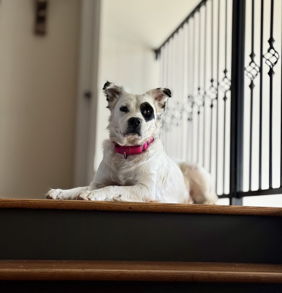 Brindlee Mountain Animal Rescue