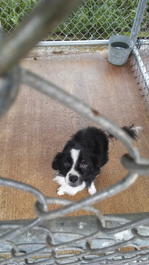 Russell County Animal Shelter
