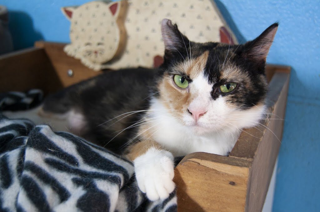 Selma Animal Shelter