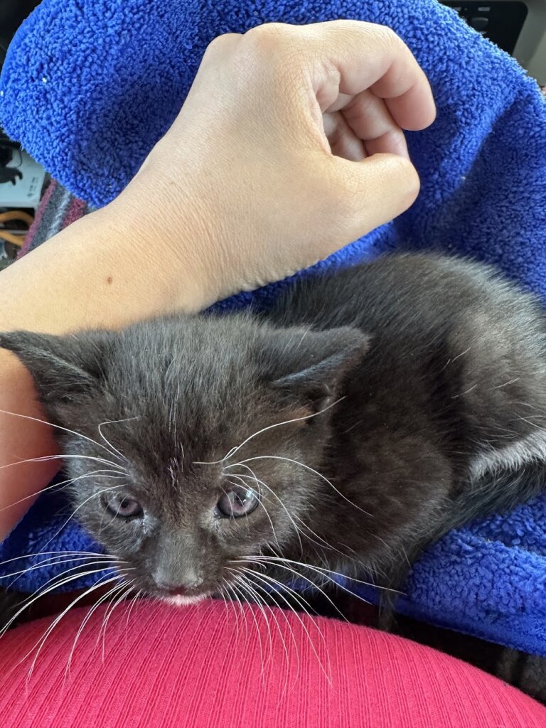 Multi-Paws Animal Rescue and Transport