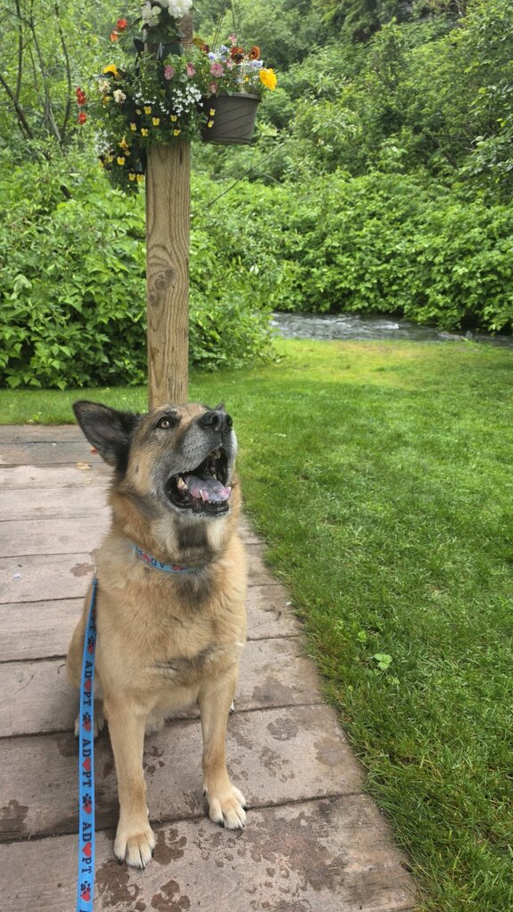 City of Valdez Animal Shelter
