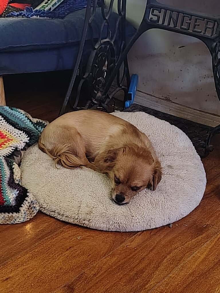 High Desert Humane Society