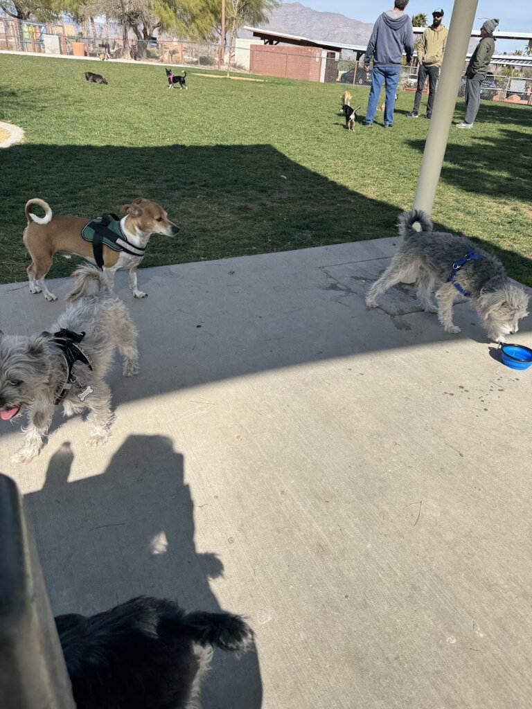 AARF Animal Rescue and Sanctuary