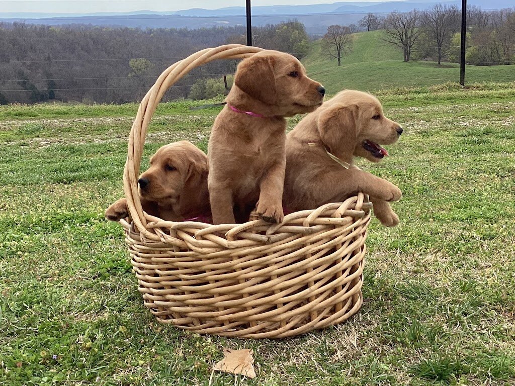 Izard County Animal Rescue Effort (ICARE) Shelter