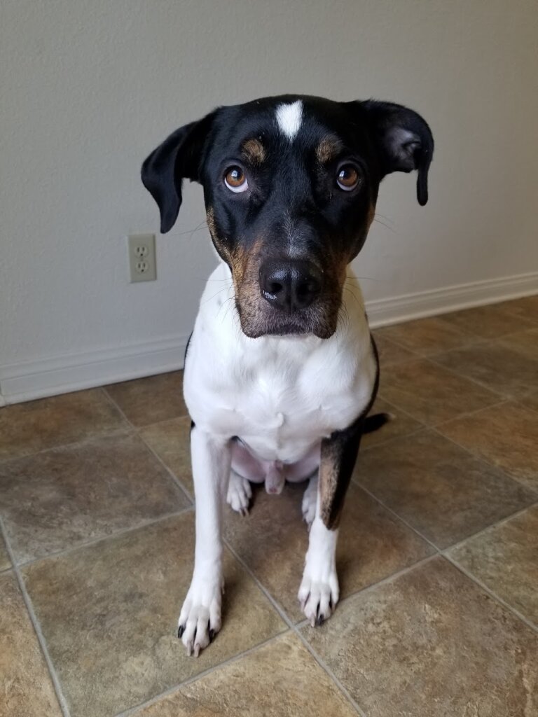 Camp Pendleton Animal Shelter