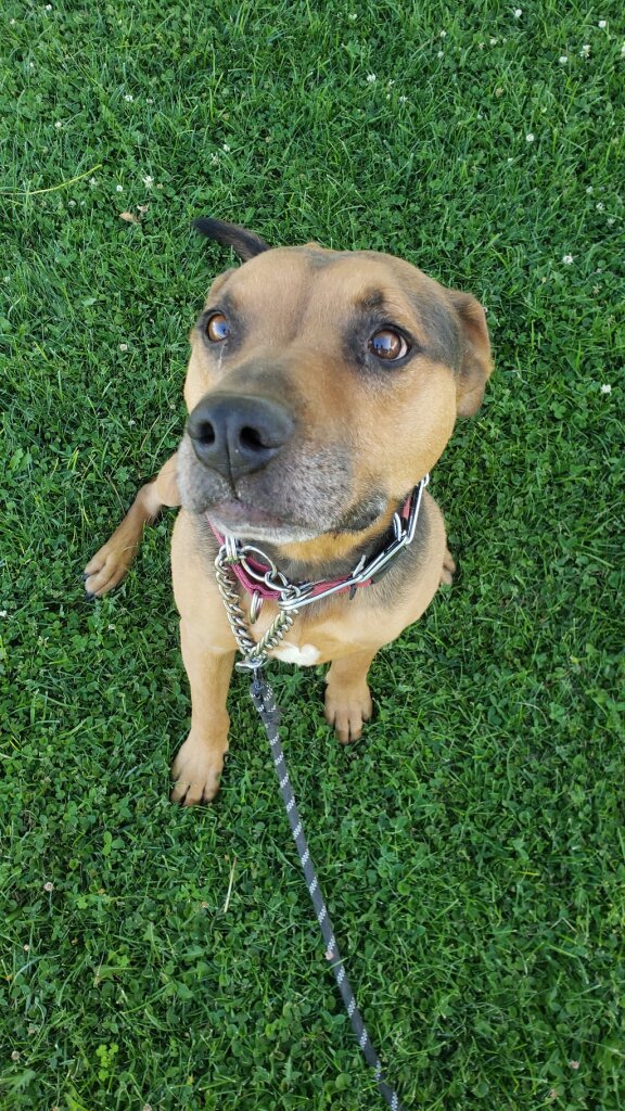 Gimme Love Animal Shelter