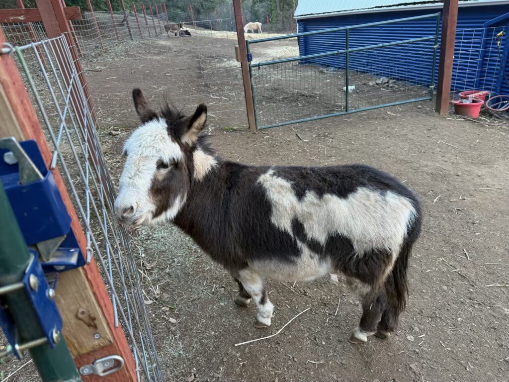 Alma Bonita Animal Rescue