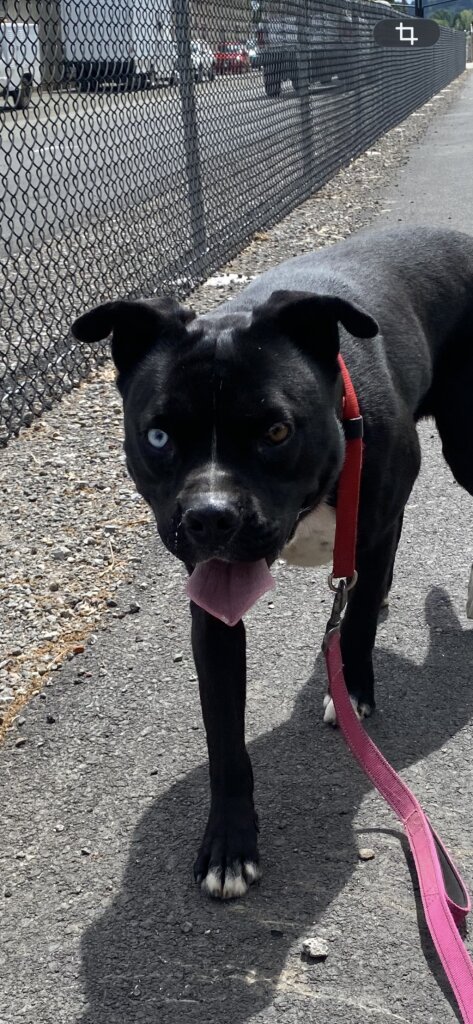 Ukiah Animal Shelter