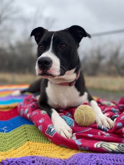 Surface Creek Animal Shelter