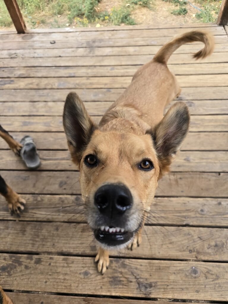 Animal Rescue @ Hoof & Paw