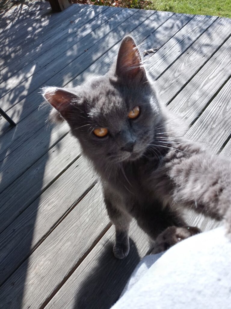 Our Companions Animal Rescue