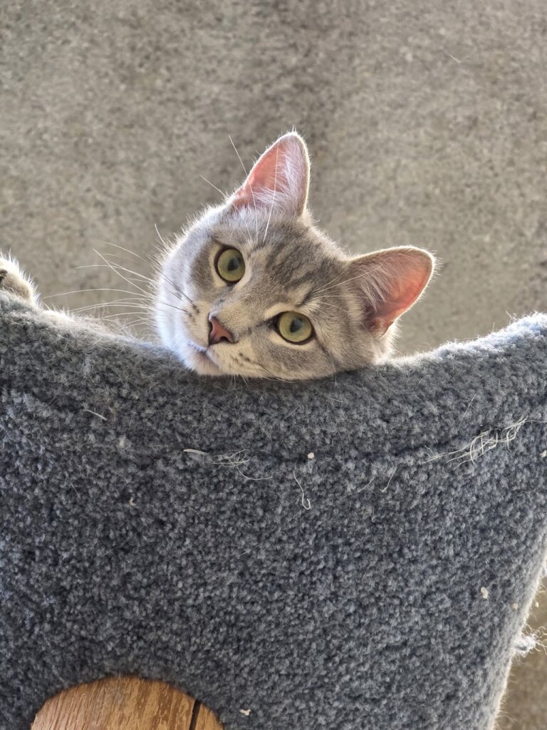 Coco's Animal Rescue Efforts of Seymour (CARES)
