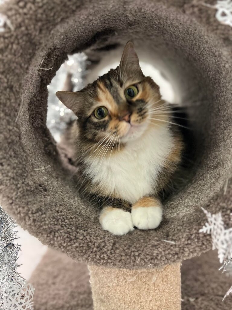 Williston Animal Shelter