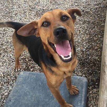 Mountain Shelter Humane Society Adoption Center