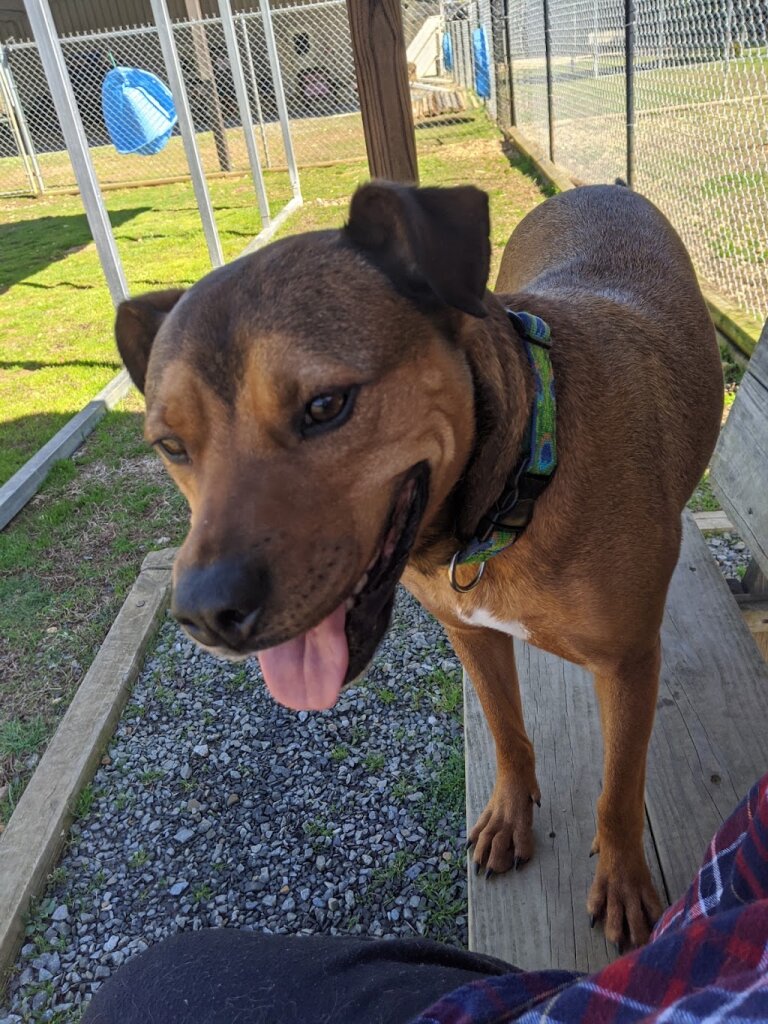 Humane Society of Blue Ridge Adoption Center