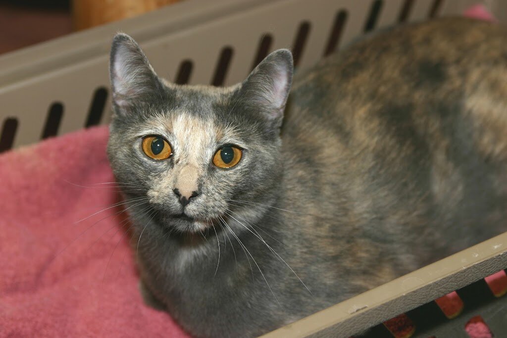 Humane Society and SPCA of Clayton County Inc