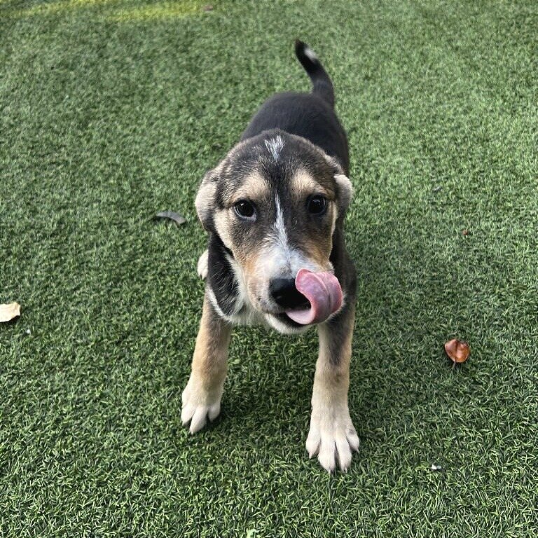 Pet Adoption Center at the Humane Society of Northeast Georgia
