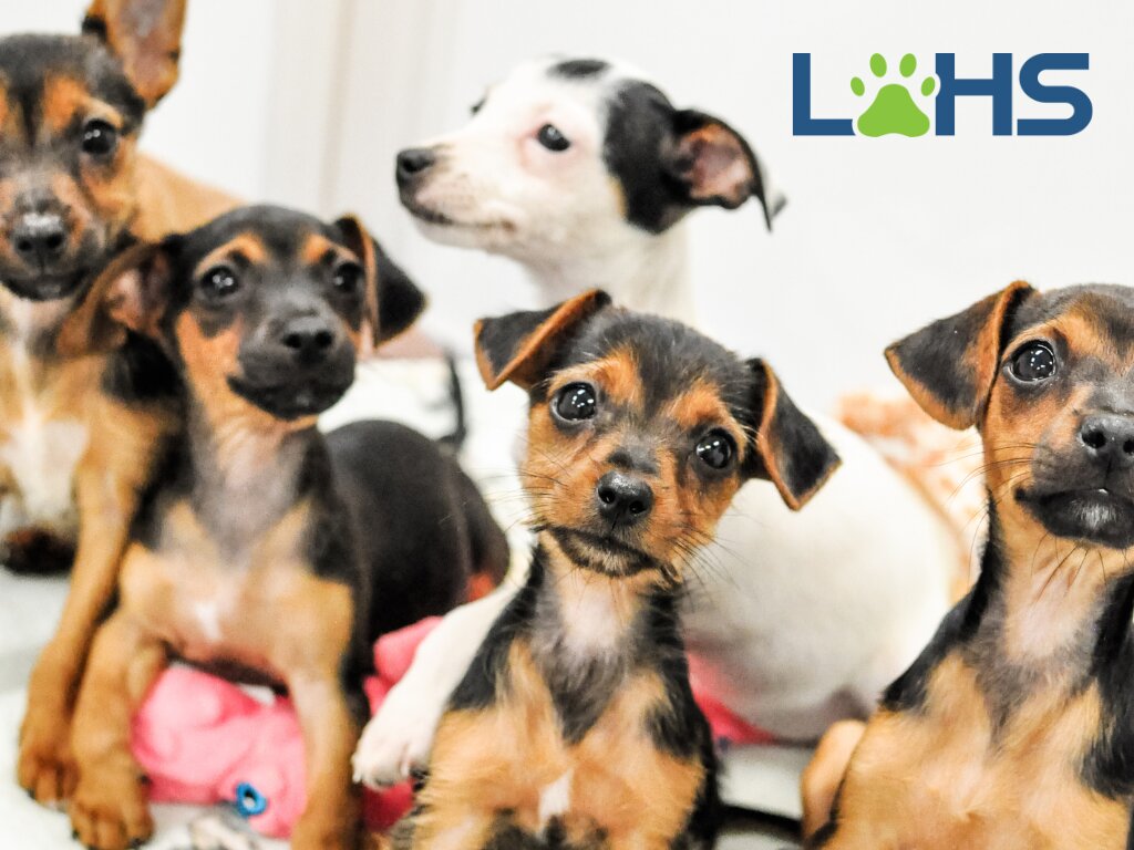 Lake Oconee Humane Society