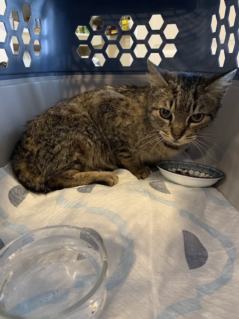 Humane Society of Statesboro & Bulloch County