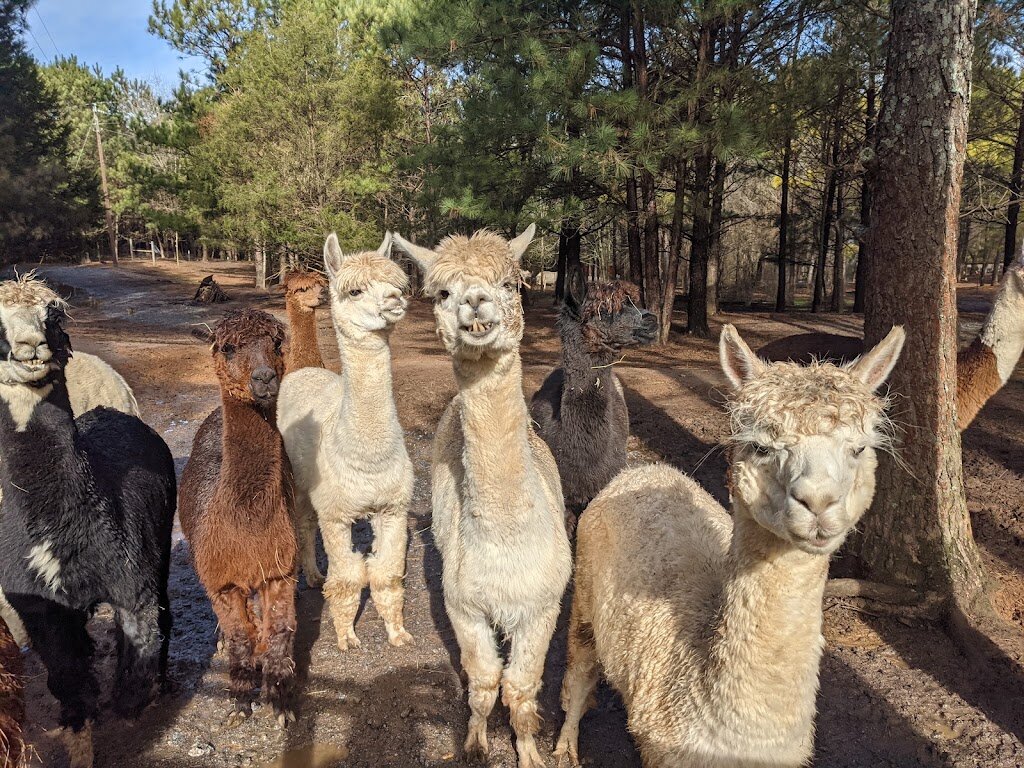 Sweet olive Farm animal rescue