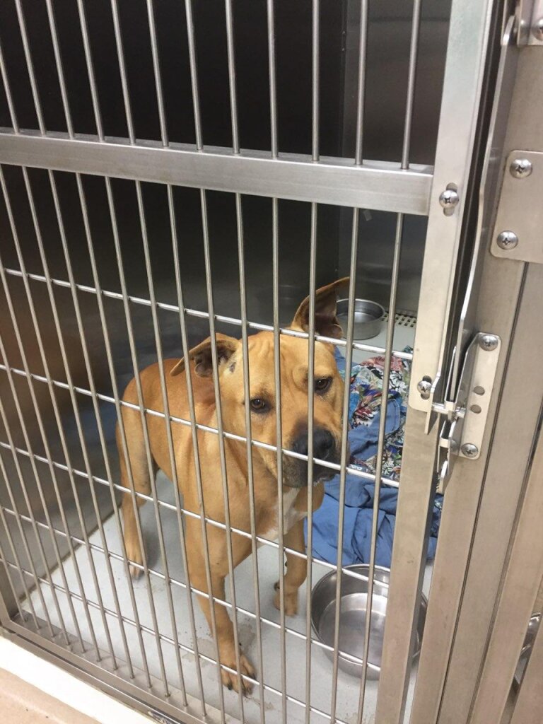 The Hawaii SPCA of Maili