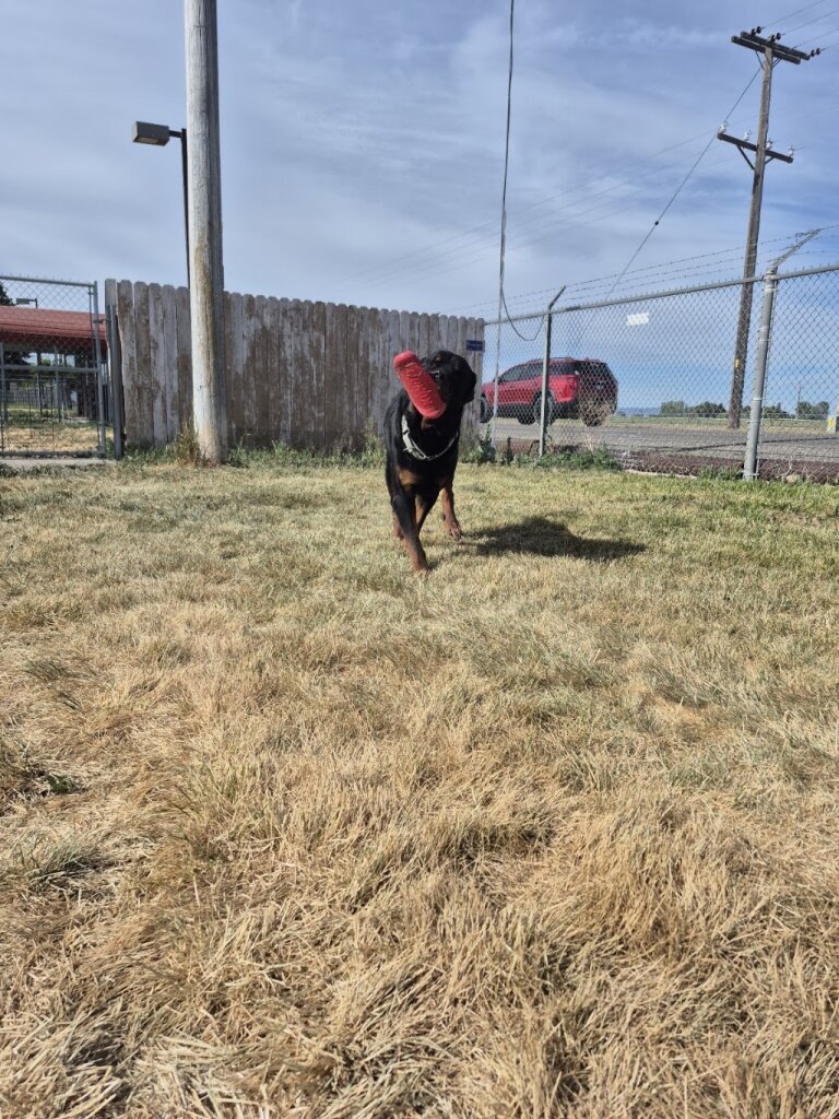 Minidoka Animal Shelter Trust