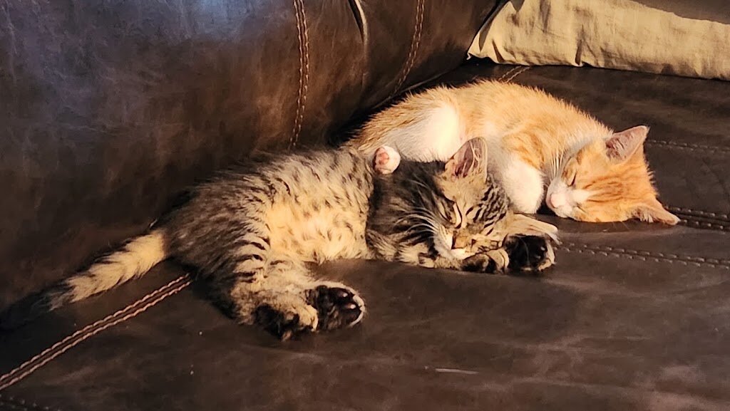 Humane Society of Monroe County dba Helping Strays