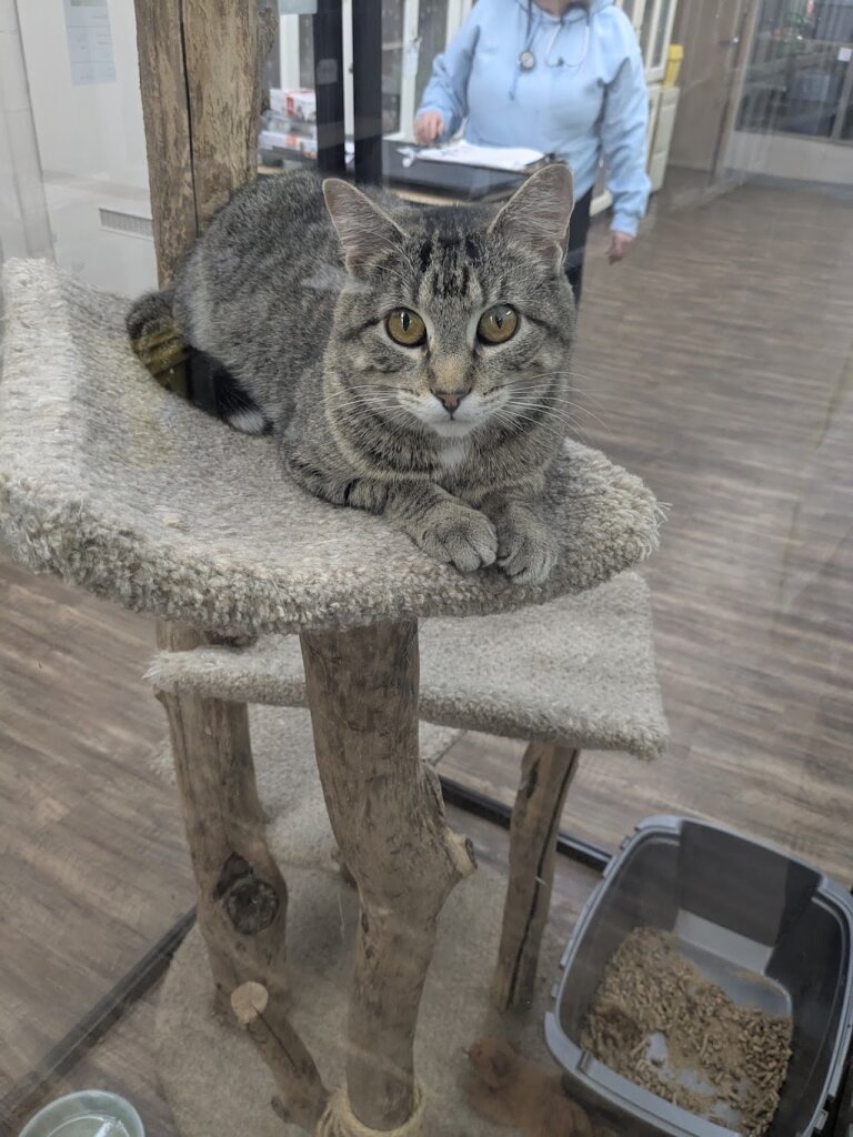 The Barn on Baseline Animal Shelter and Adoption C