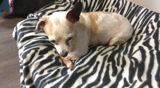 River Valley Animal Rescue