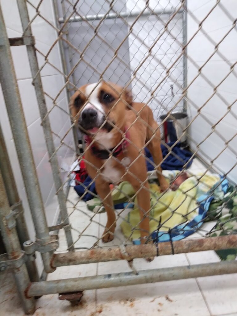 Illnois Valley Animal Rescue