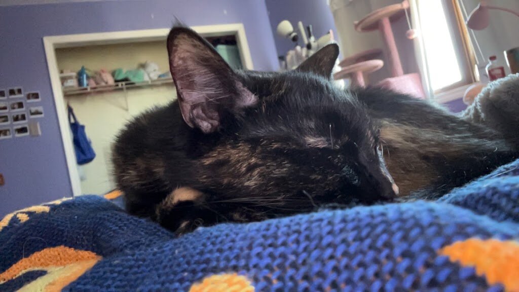 NAWS a No-Kill Humane Society