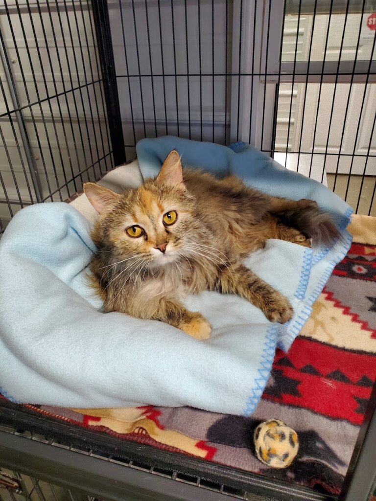 Western Illinois Animal Rescue