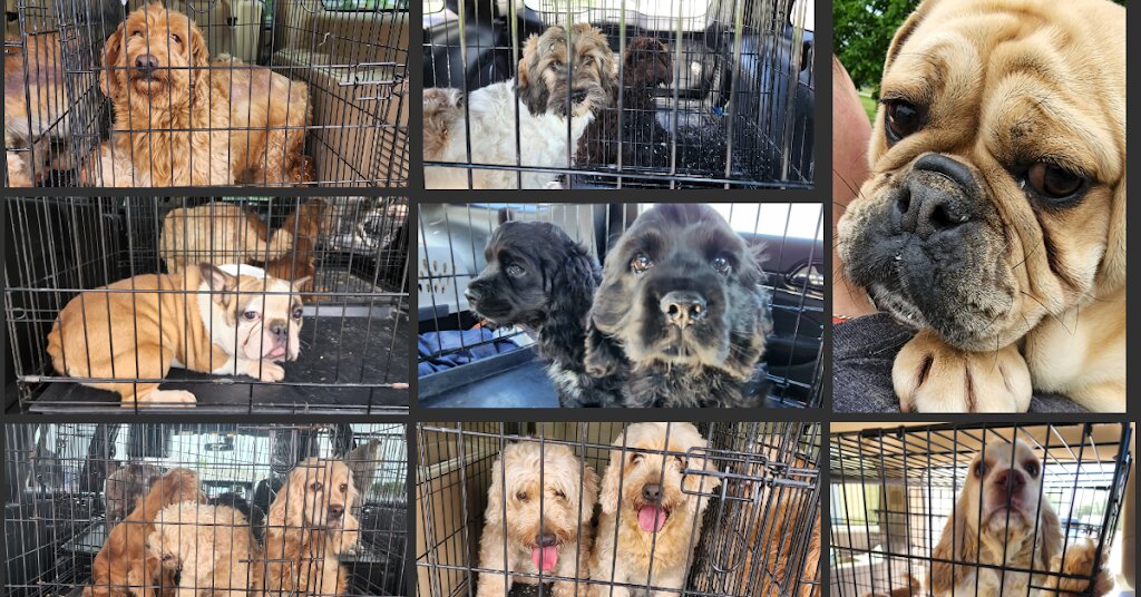 Freedom Ride Animal Rescue