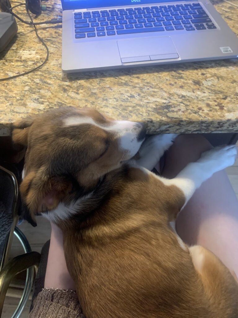 Half-Way Home Animal Rescue