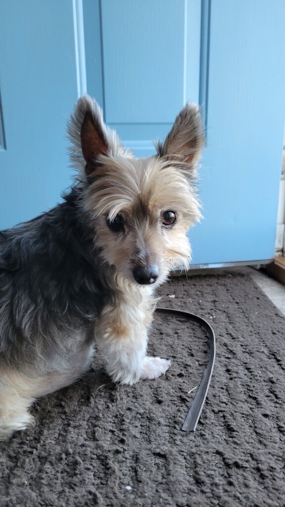 Second Chance Animal Shelter of Fayette County