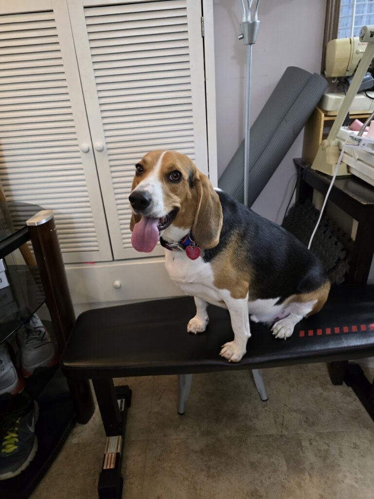 Illiana Animal Rescue
