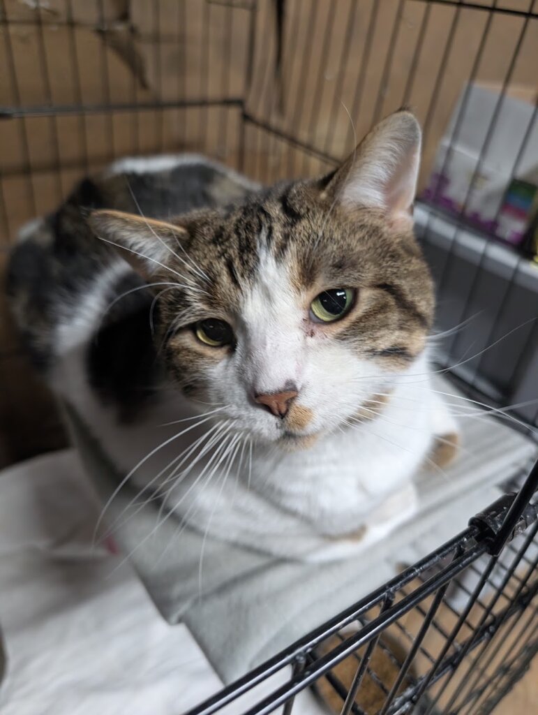 Happy Tails Animal Rescue