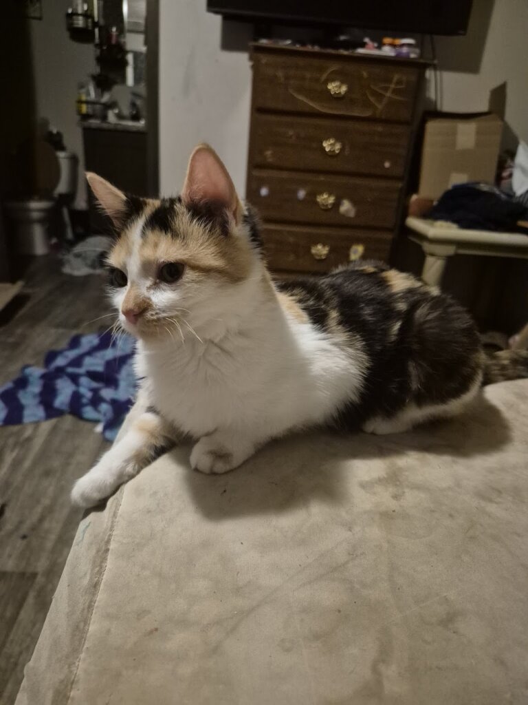 Cass County Humane Society (Indiana)