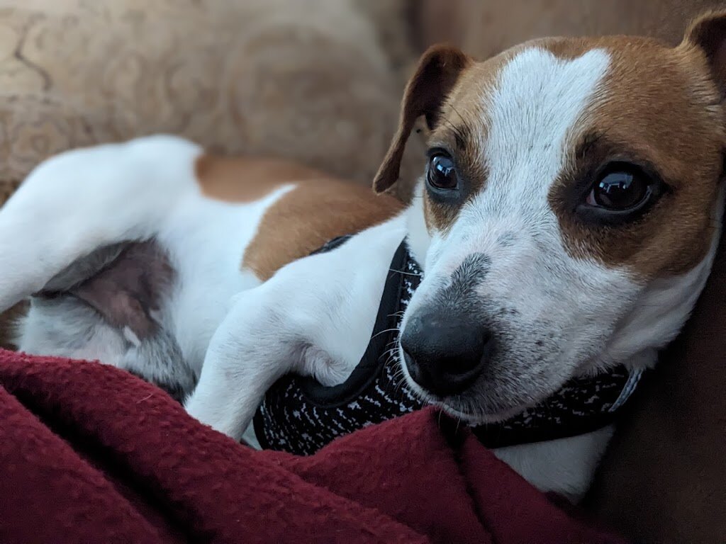 Animal Shelter-Wabash County