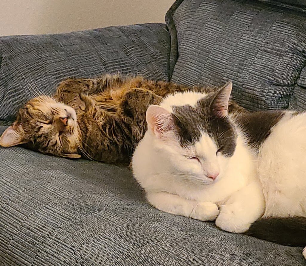 Better Together Animal Rescue