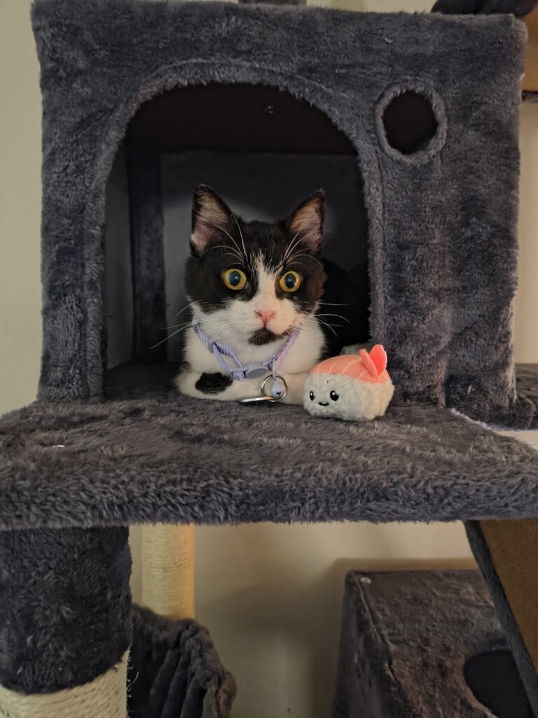 PAWS Humane Society (Floyd County, IA)