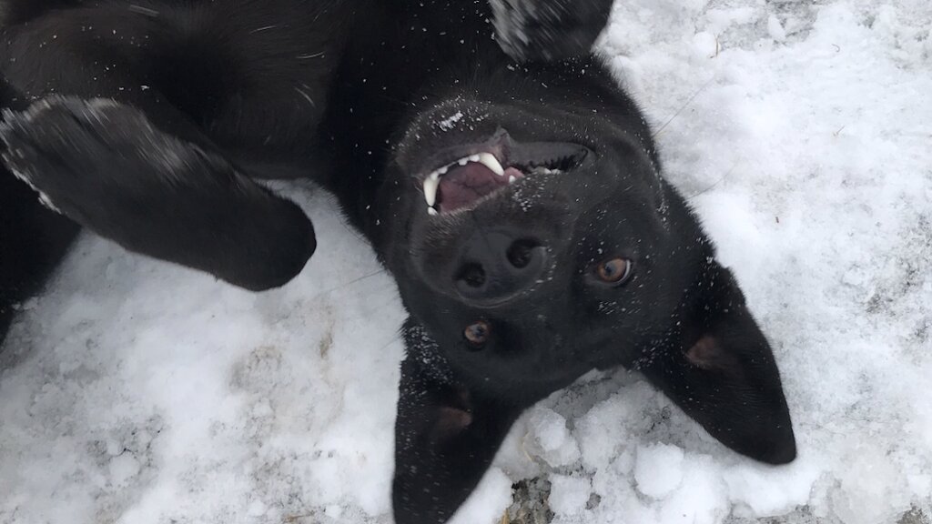 Brown County Humane Society - Kansas