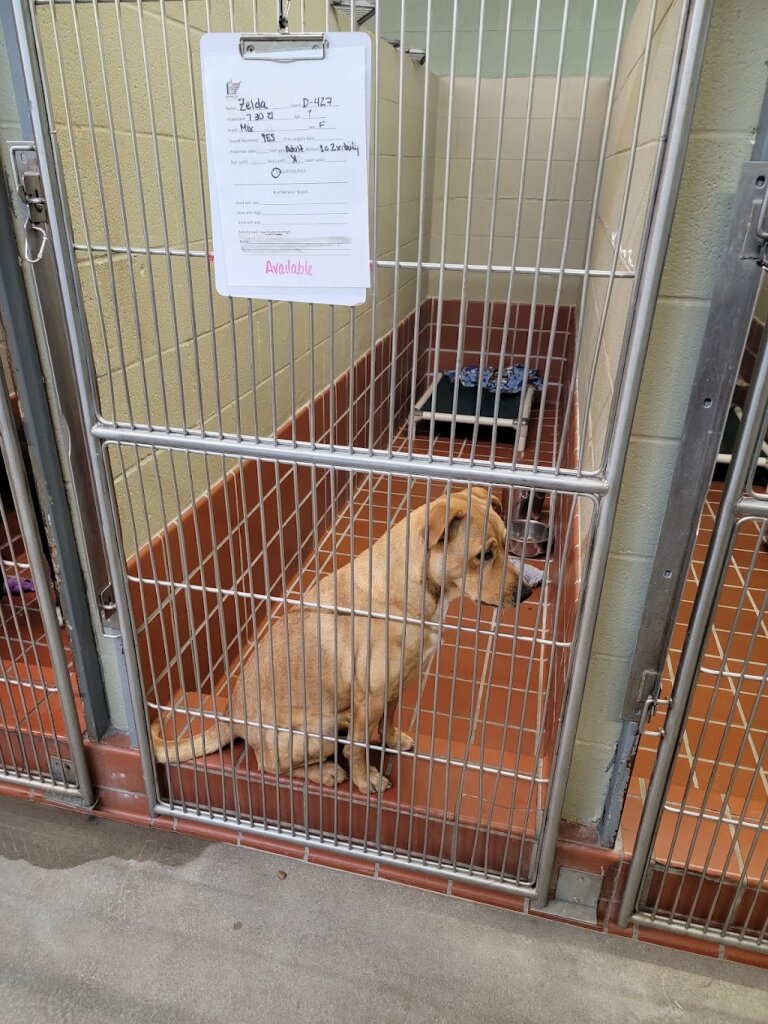 Junction City Animal Shelter