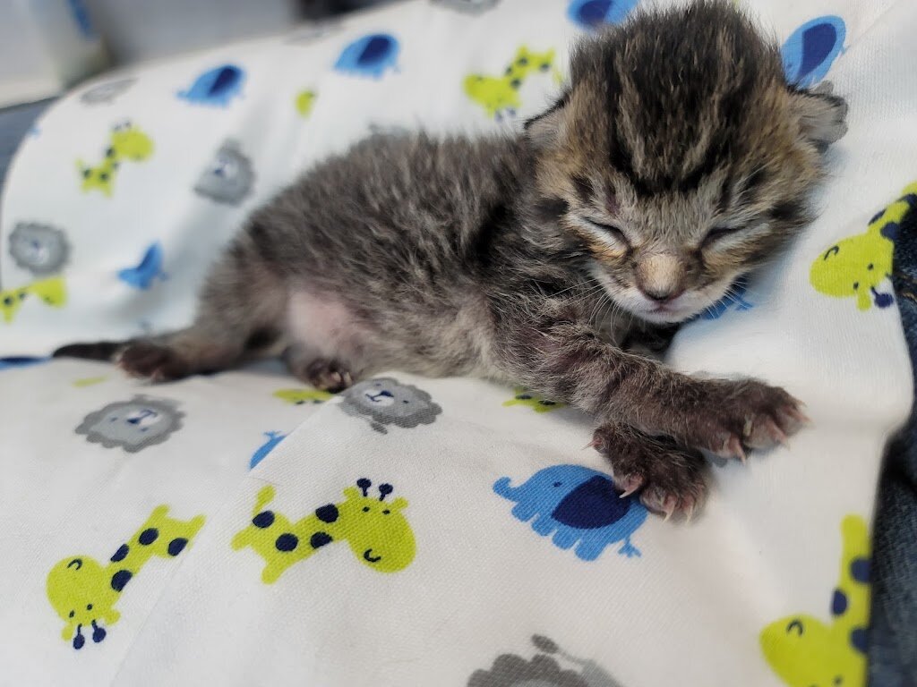 New Beginnings Animal Rescue (visitors by appointment only)