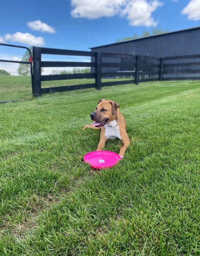 Kentucky Paws Animal Rescue